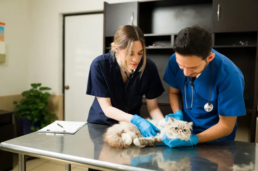 Veterinarians