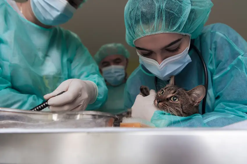 Veterinary Technicians