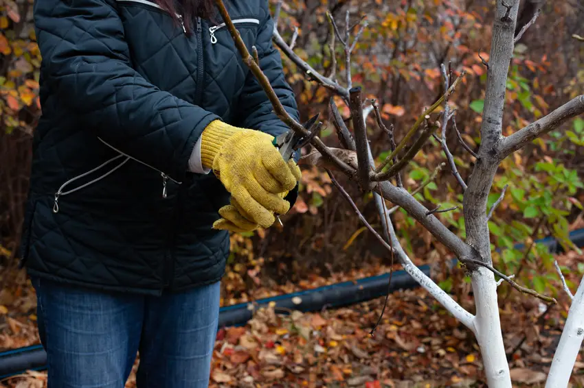 Arborists