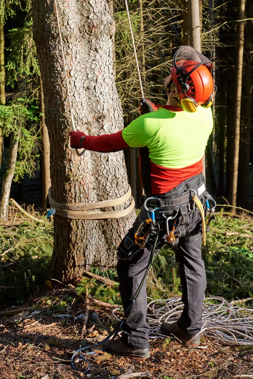 Tree Fellers